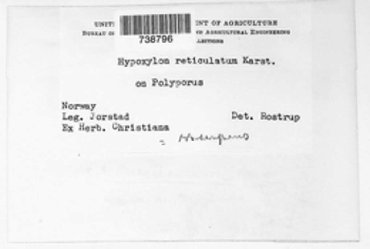 Nemania serpens image